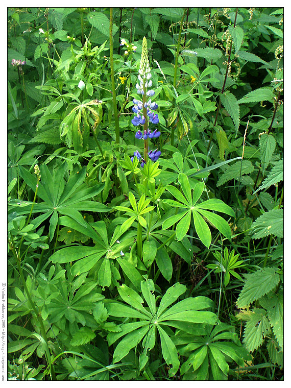 Image of Lupinus polyphyllus specimen.