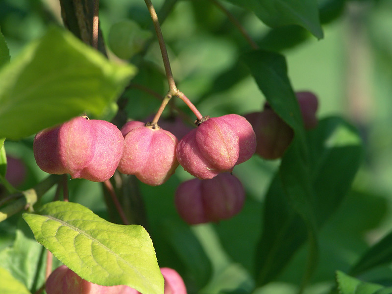 Image of Euonymus europaeus specimen.