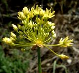 Allium scabriscapum. Соцветие. Копетдаг, Чули. Май 2011 г.