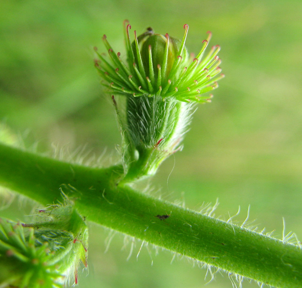 Image of Agrimonia eupatoria specimen.