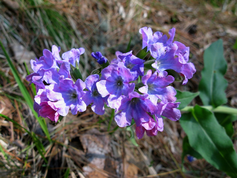 Изображение особи Pulmonaria mollis.