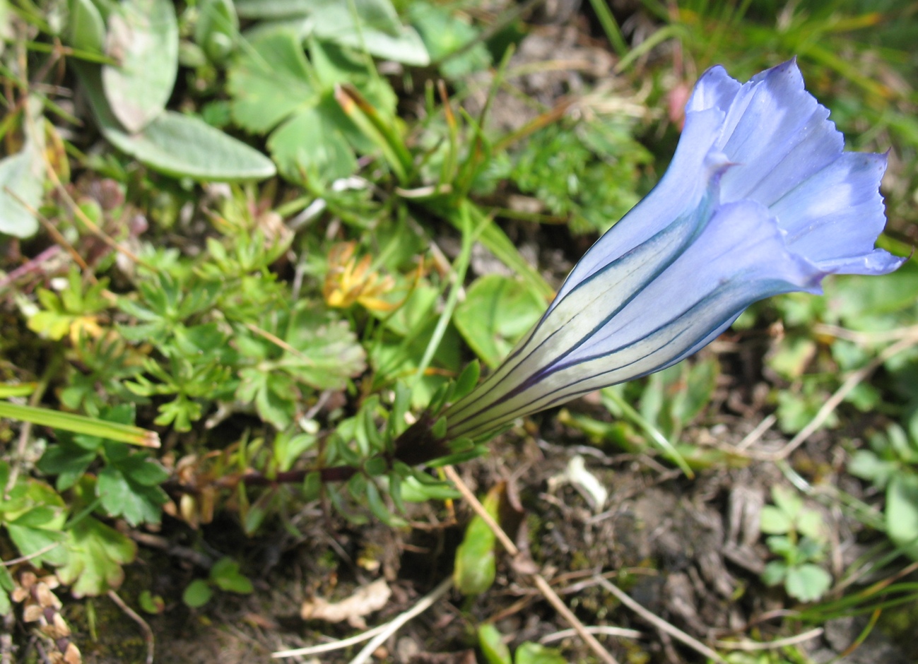 Изображение особи Gentiana hexaphylla.