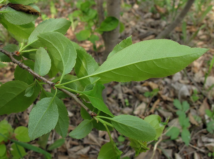 Изображение особи Malus mandshurica.