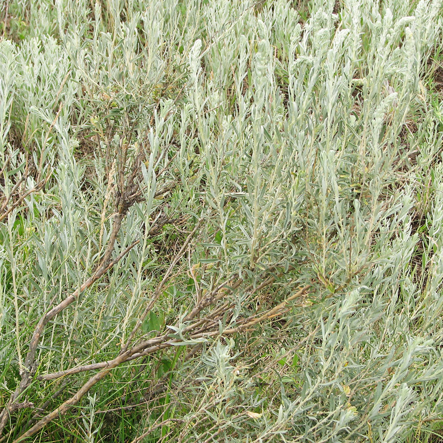 Image of Krascheninnikovia ceratoides specimen.