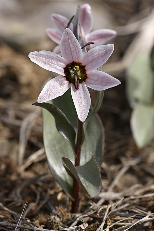 Image of Rhinopetalum stenantherum specimen.