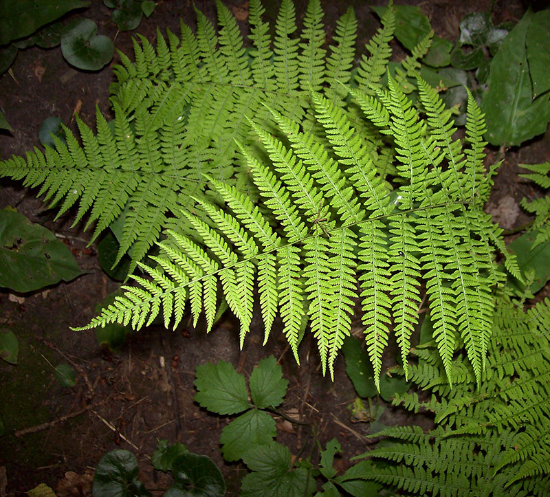 Image of Athyrium filix-femina specimen.