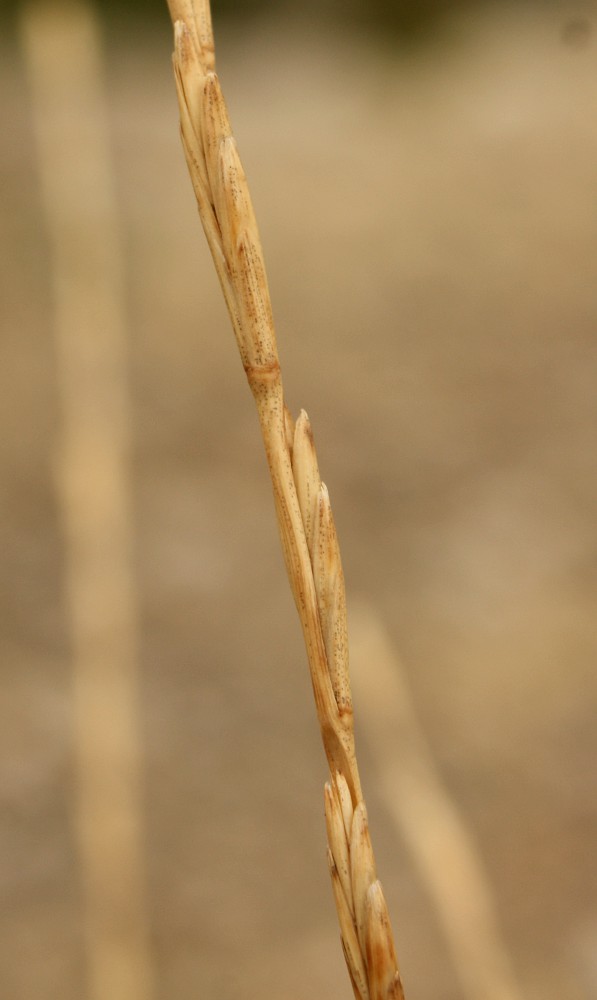 Изображение особи Elytrigia nodosa.