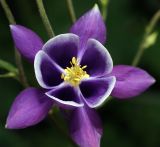 род Aquilegia. Цветок. Московская обл., Раменский р-н, окр. дер. Хрипань, садовый участок. 28.06.2012.