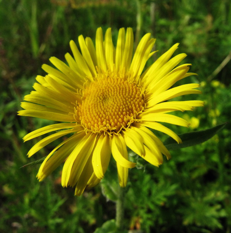 Image of Inula britannica specimen.