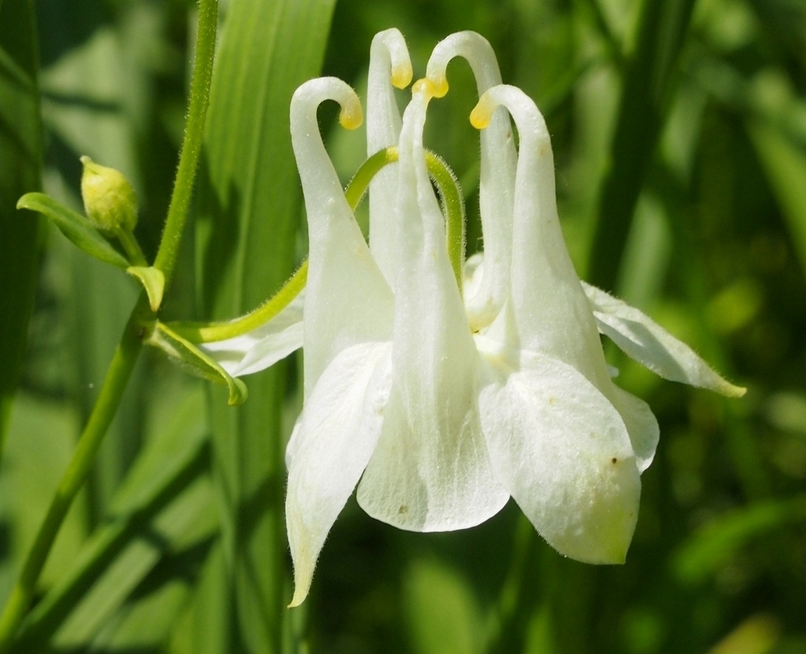 Image of Aquilegia vulgaris specimen.