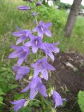 Campanula rapunculoides. Соцветие. Тамбовская обл., Петровский р-н, с. Петровское, луг. 22.06.2013.