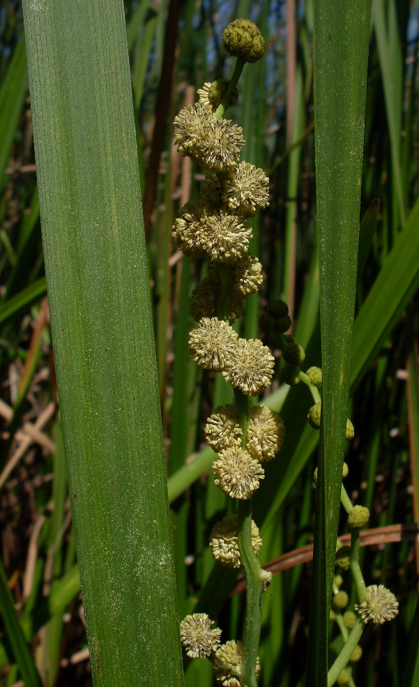 Изображение особи Sparganium erectum.