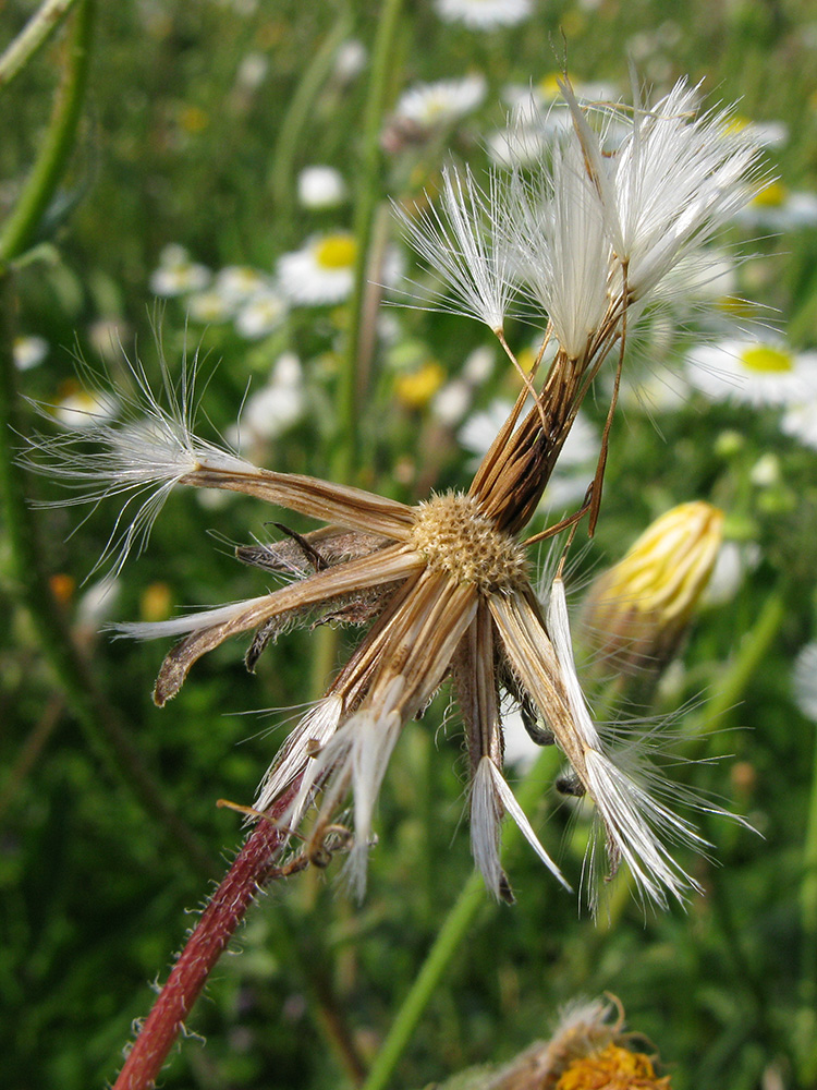 Изображение особи Crepis rhoeadifolia.