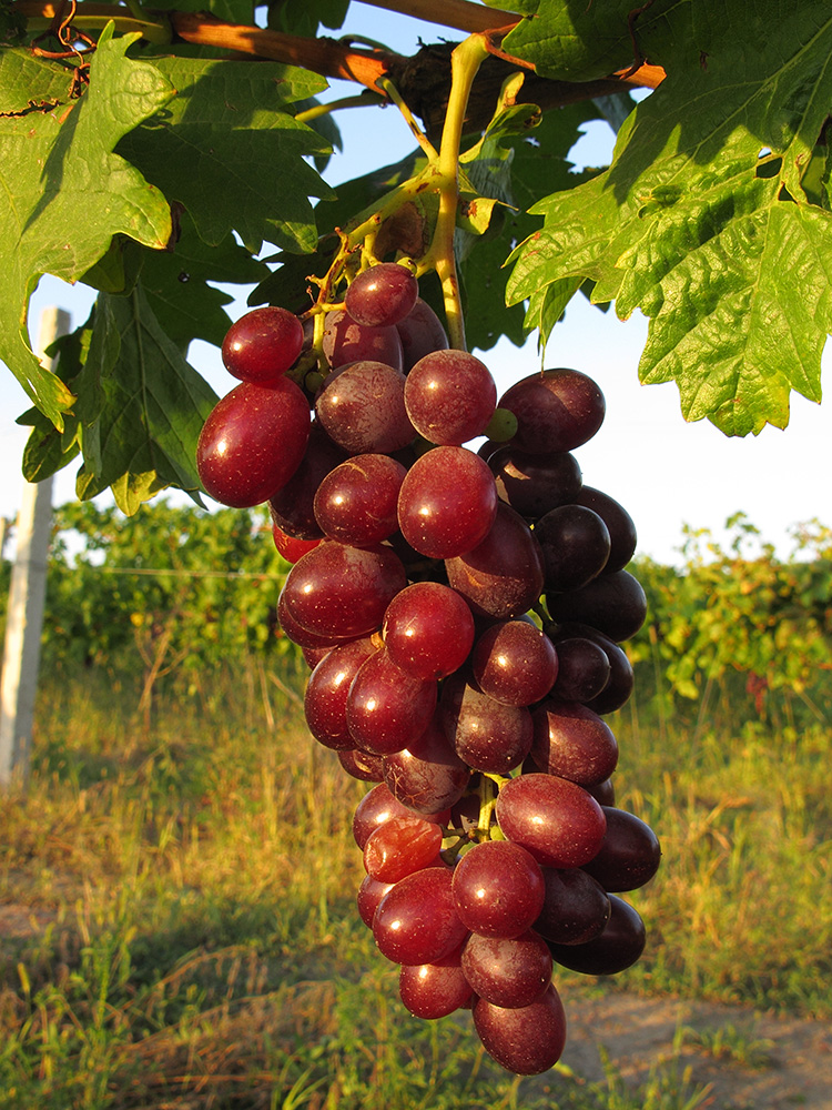 Изображение особи Vitis vinifera.