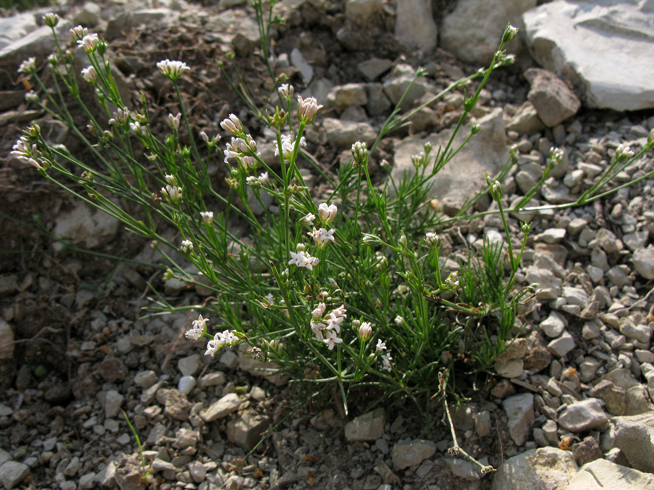 Изображение особи Asperula supina.