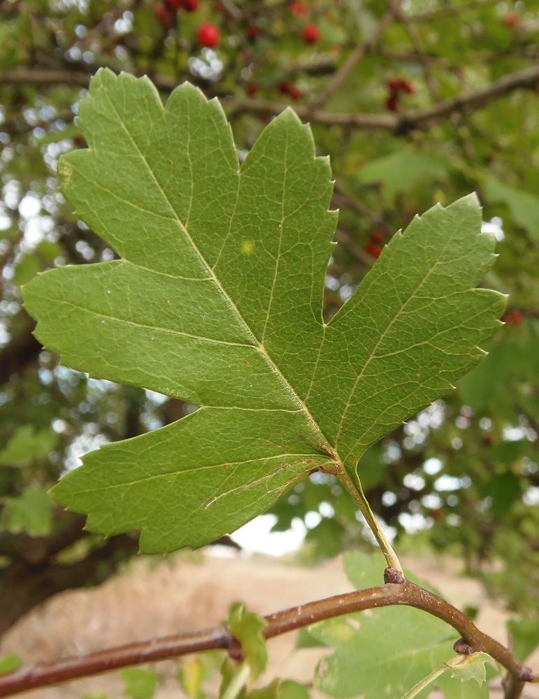 Image of genus Crataegus specimen.