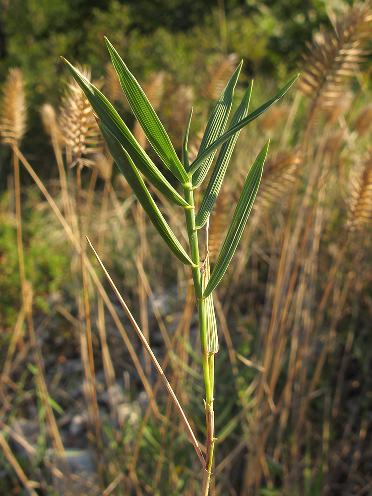 Изображение особи Agropyron pectinatum.