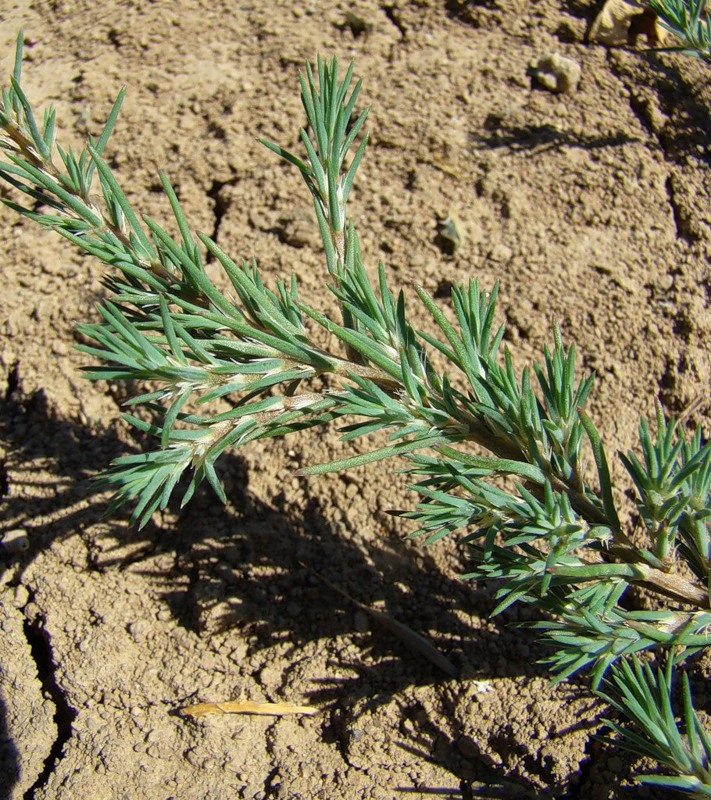 Image of Polycnemum majus specimen.