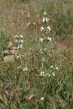 Phlomoides labiosa. Цветущее растение. Южный Казахстан, нижний Боролдай, лощина Акжар. 10.05.2013.