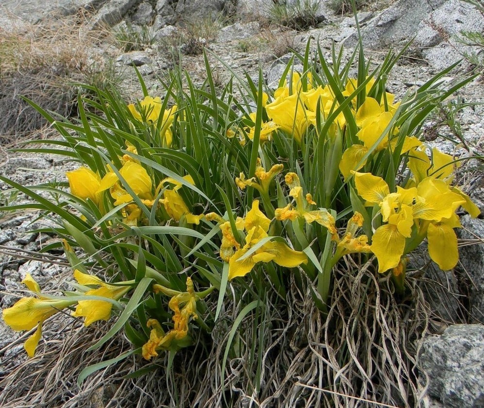 Изображение особи Iris potaninii.