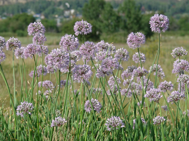 Изображение особи Allium senescens.