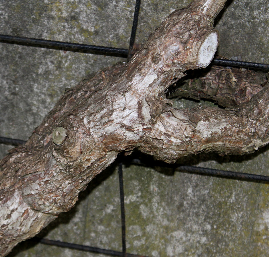 Image of Actinidia chinensis var. deliciosa specimen.