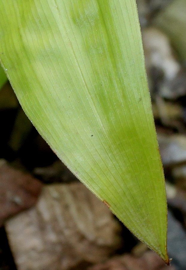 Изображение особи Carex plantaginea.