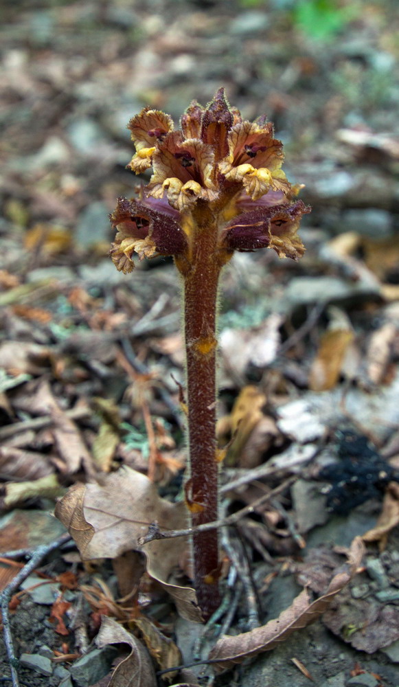 Image of Orobanche laxissima specimen.