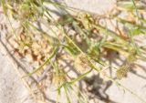 Aeluropus lagopoides. Верхушки побегов с соплодиями. Сокотра, побережье залива Шуаб. 04.01.2014.