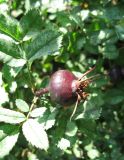 Rosa spinosissima