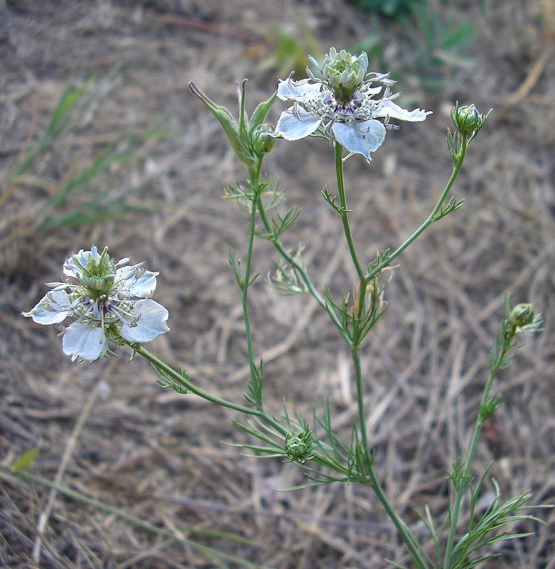 Image of Nigella arvensis specimen.