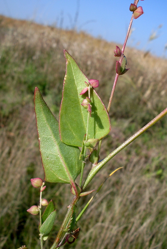 Image of Atriplex micrantha specimen.