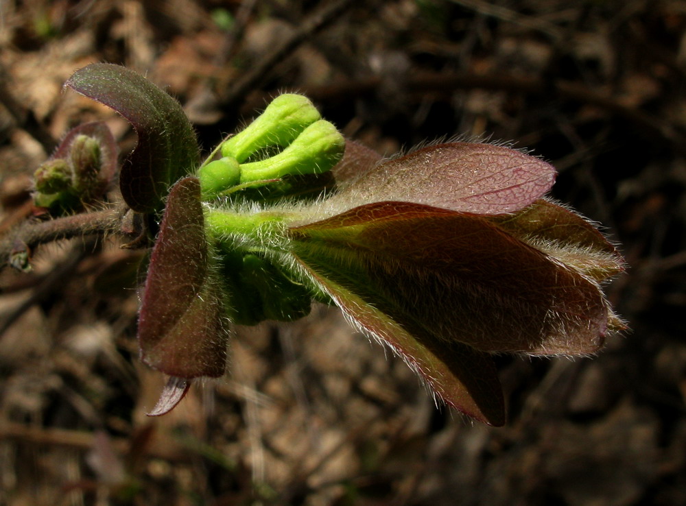 Image of Lonicera pallasii specimen.