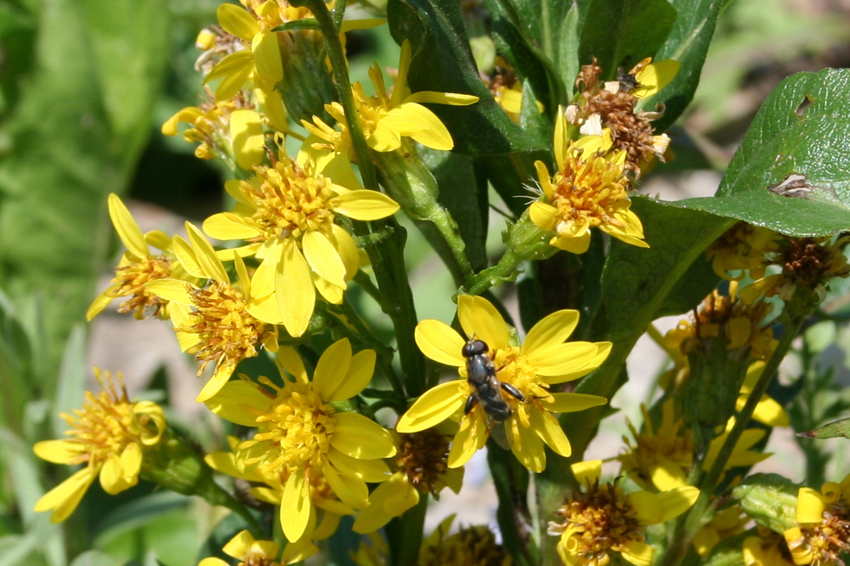 Image of Solidago virgaurea ssp. dahurica specimen.