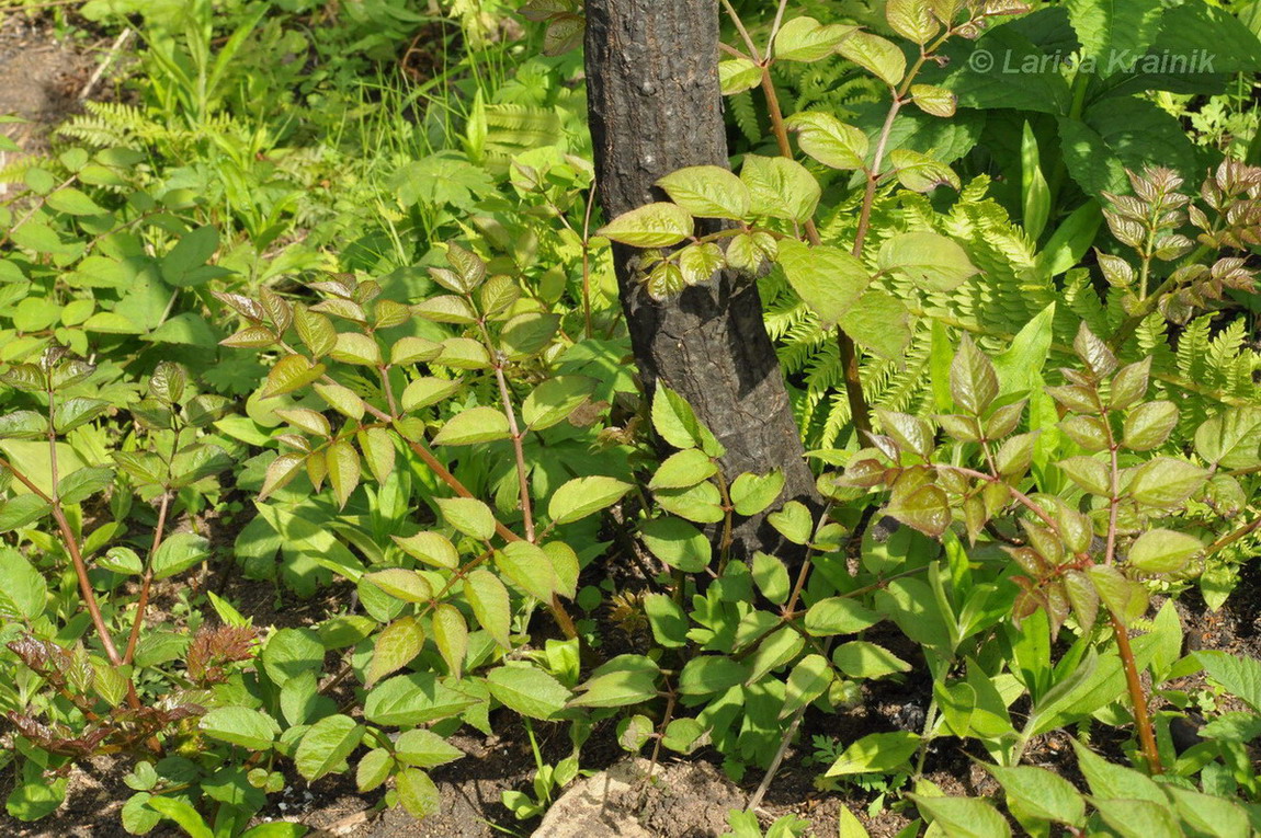 Image of Aralia elata specimen.