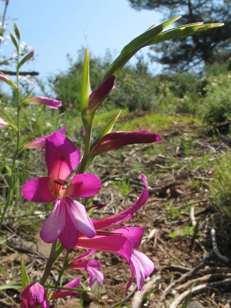 Image of Gladiolus italicus specimen.