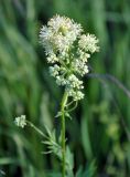 Thalictrum flavum. Верхушка цветущего растения. Псковское озеро, остров Верхний. 15.06.2014.