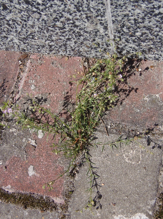 Image of Spergularia rubra specimen.