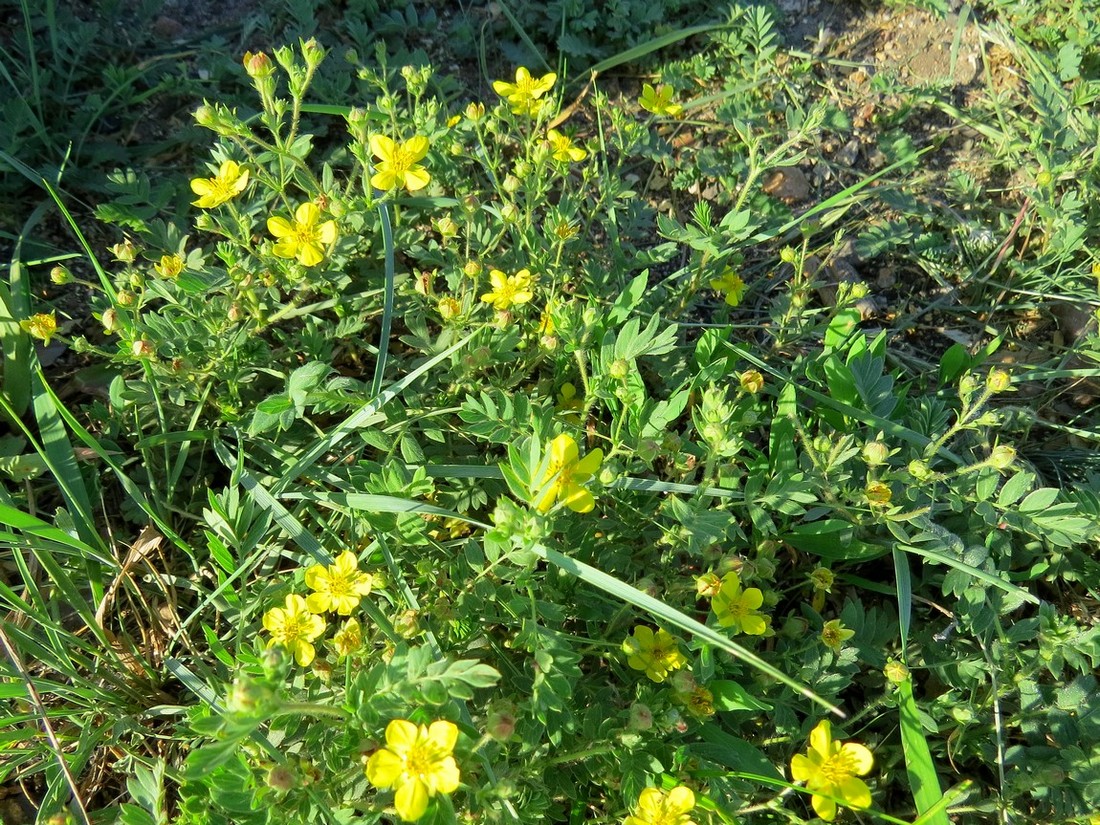 Изображение особи Potentilla bifurca.