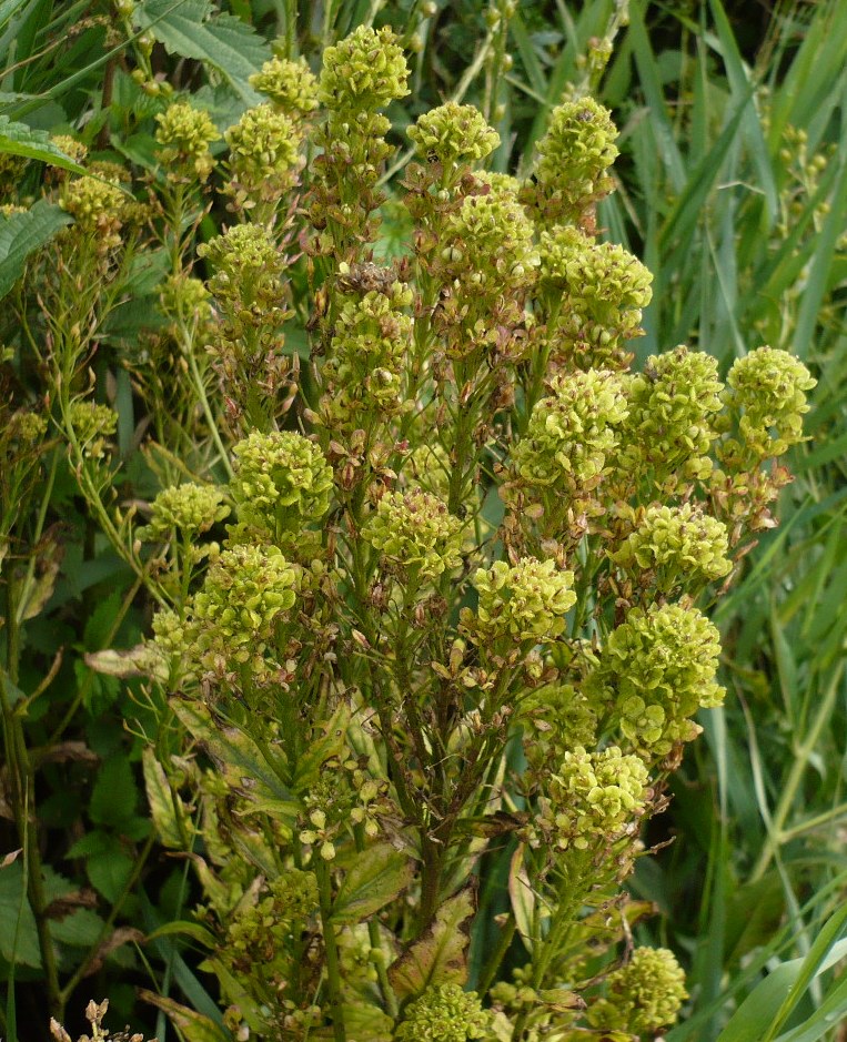 Image of Bunias orientalis specimen.