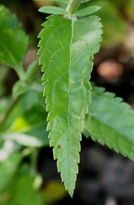 Изображение особи Veronica longifolia.