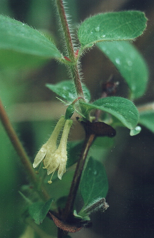 Изображение особи Lonicera pallasii.