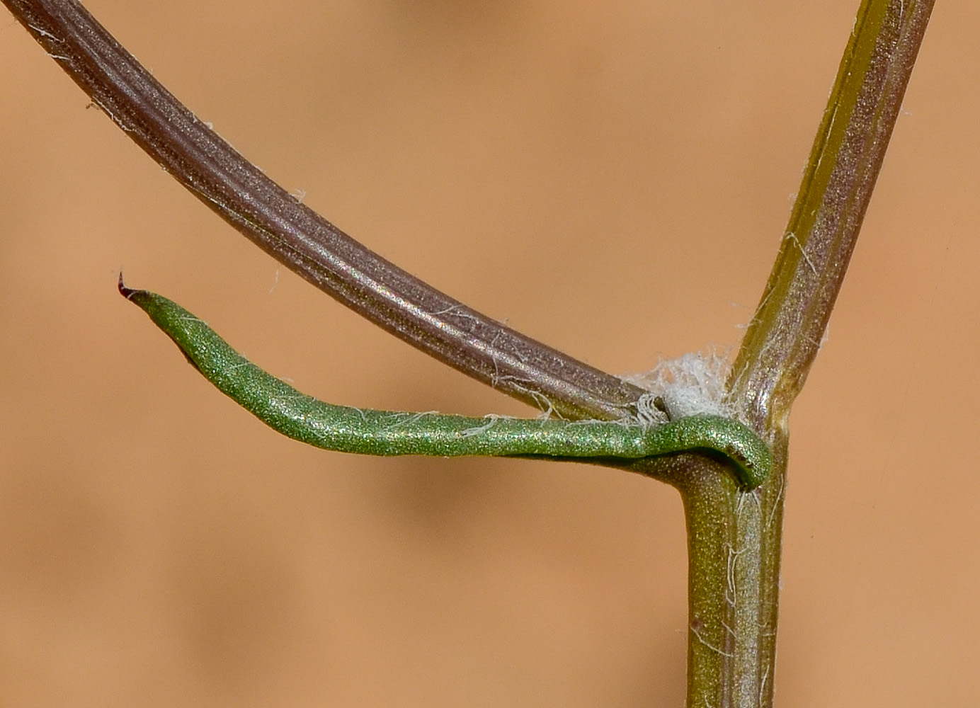 Image of Senecio glaucus specimen.