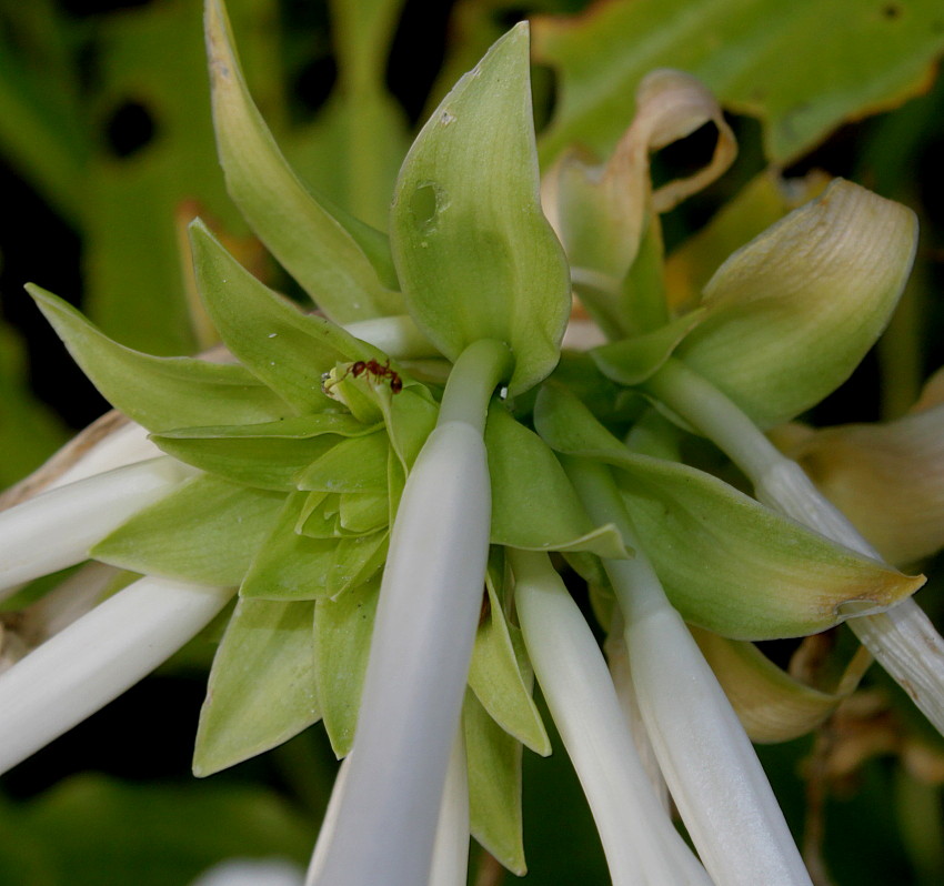 Изображение особи Hosta plantaginea var. japonica.