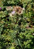 Cirsium obvallatum. Верхушка цветущего растения. Карачаево-Черкесия, окр. пос. Домбай, долина р. Домбай-Ульген. 30.07.2014.