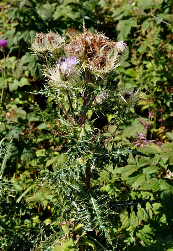 Image of Cirsium obvallatum specimen.