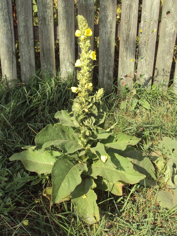 Изображение особи Verbascum phlomoides.