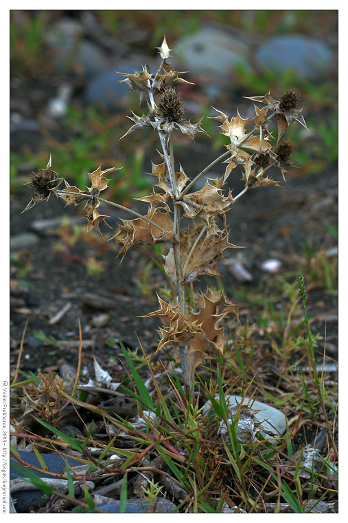 Изображение особи Eryngium maritimum.