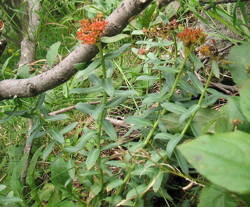 Image of Rhodiola rosea specimen.