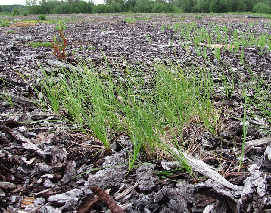 Image of Carex globularis specimen.